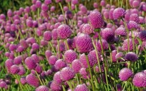 Tanaman Obat yang Cocok Ditanam Di Rumah Tanaman Obat yang Cocok Ditanam Di Rumah