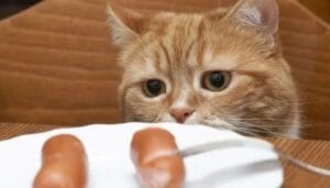 Sosis untuk Kucing Apakah Baik?
