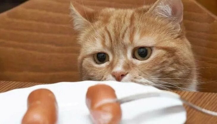 Sosis untuk Kucing Apakah Baik?